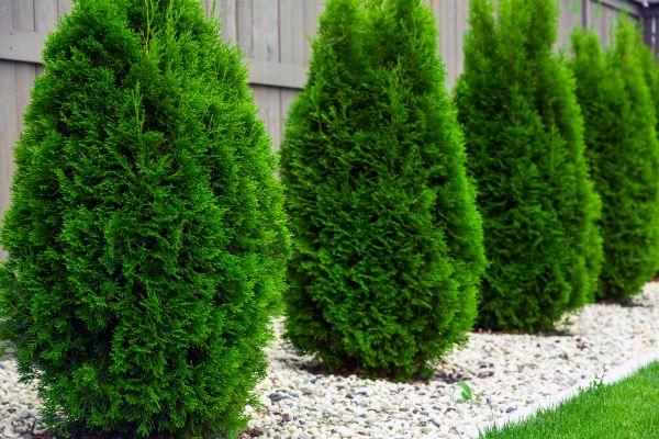 Arborvitae Planting in Plano