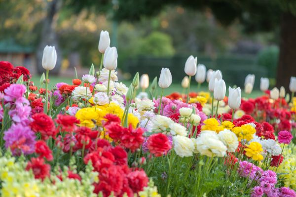 Gardening Service in Plano