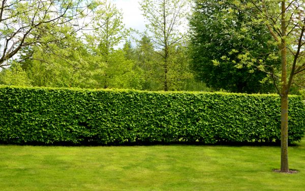 Hedge Planting in Plano