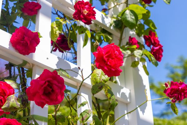 Home Gardening Service in Plano