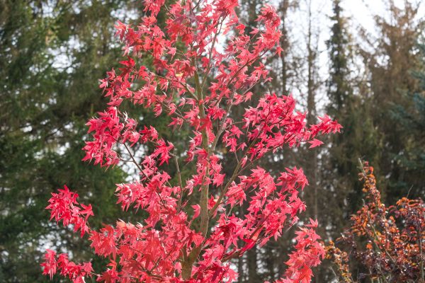 Japanese Maple Planting in Plano