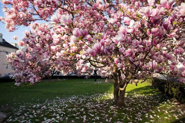 Magnolia Tree Planting in Plano