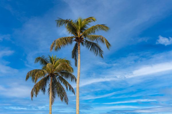 Palm Tree Planting in Plano