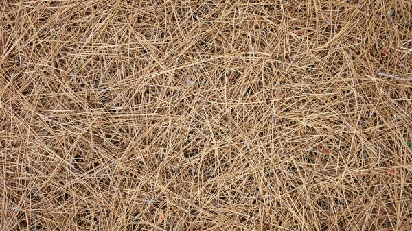 Pine Needles Delivery in Plano