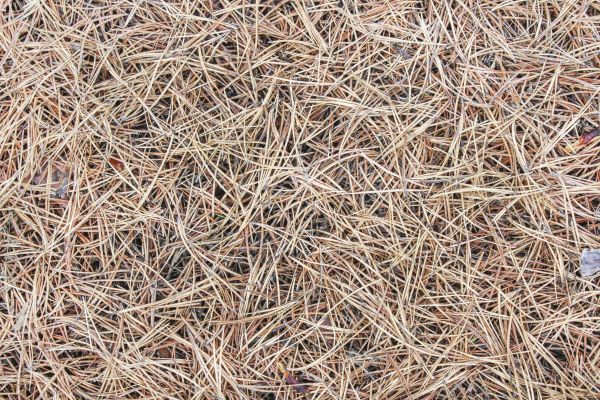 Pine Straw Installation in Plano