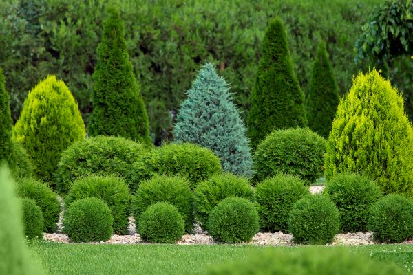 Shrub Replacement in Plano