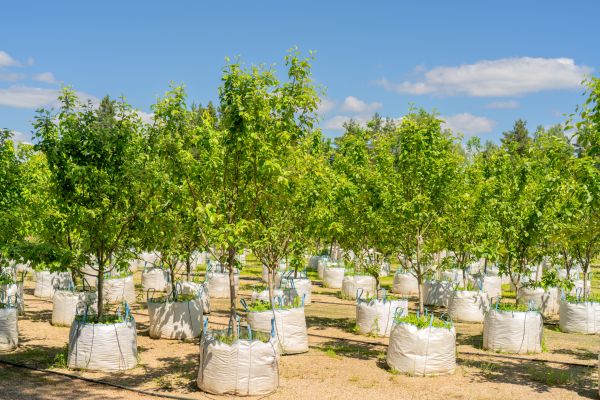 Tree Planting Service in Plano