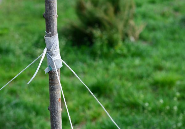 Tree Staking Service in Plano
