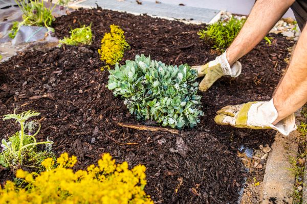 Weeding And Mulching in Plano