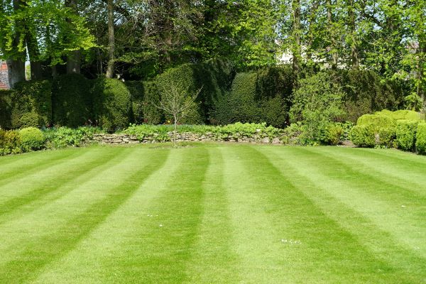 Lawn Renovation in Plano