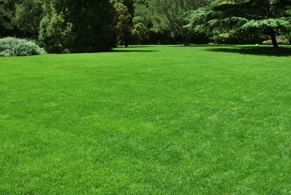 Lawn Landscaping in Plano