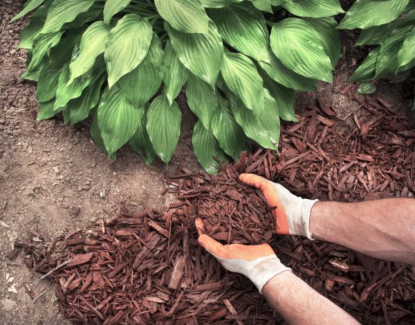 Shredded Mulch Service in Plano