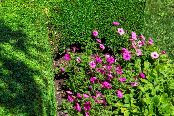 Softscaping Service in Plano