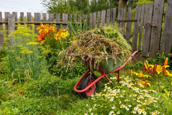Garden Cleanup Service in Plano