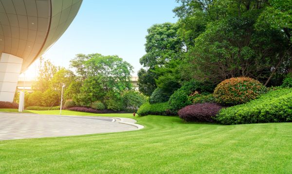 Business Landscape Design in Plano