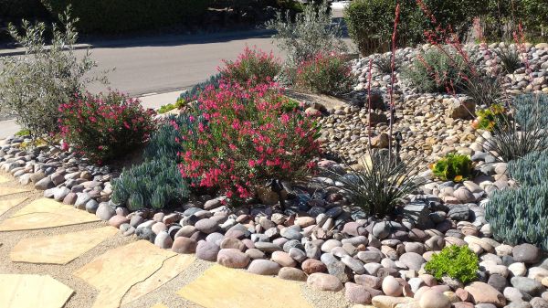 Xeriscape Landscaping in Plano