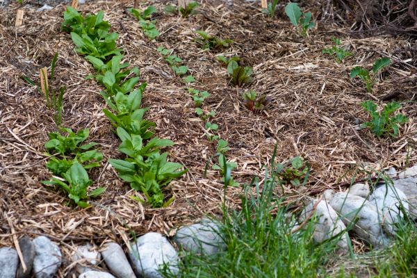 Mulch Service in Plano