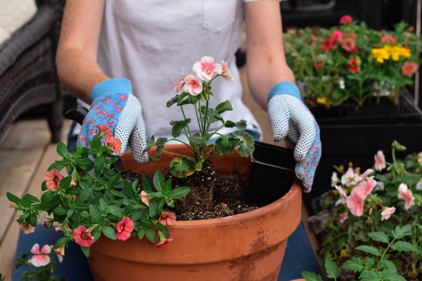 Plant Care Service in Plano