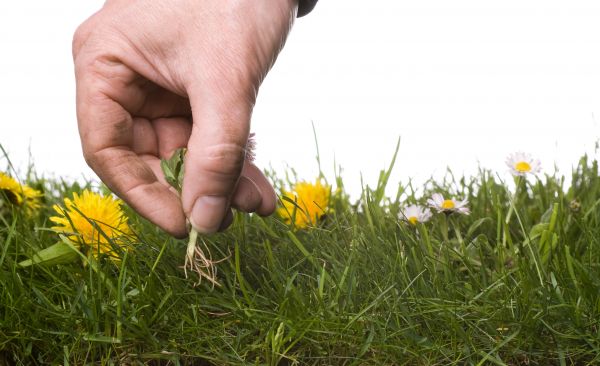 Lawn Weeding in Plano