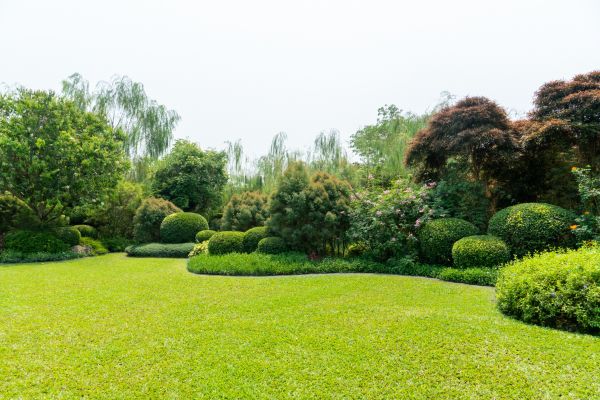 Tree Landscaping in Plano
