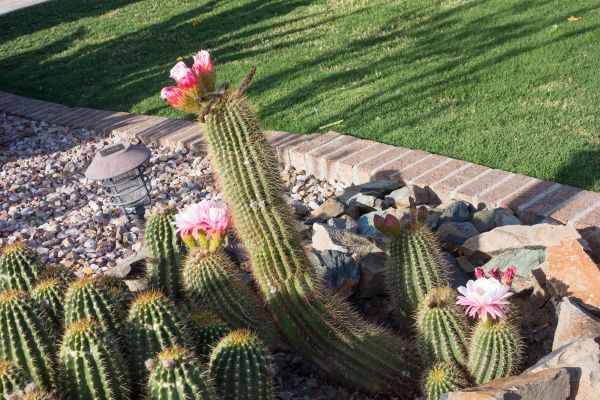 Desert Landscaping in Plano