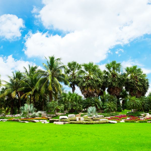 Tropical Landscaping in Plano