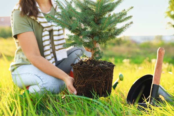 Spruce Tree Planting in Plano