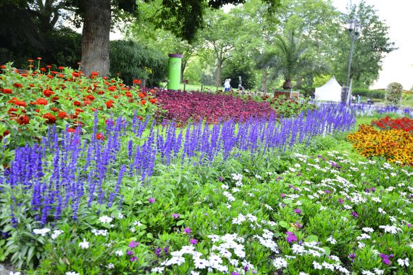 Perennials Planting in Plano