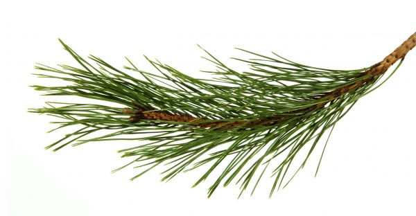 Pine Needles Installation in Plano
