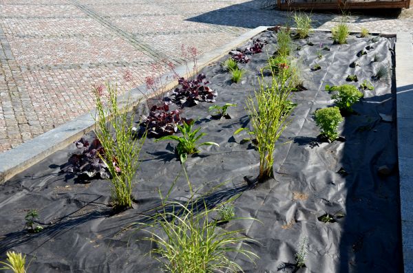 Landscape Fabric Installation in Plano