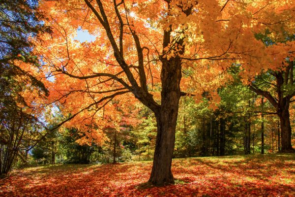 Maple Tree Planting in Plano