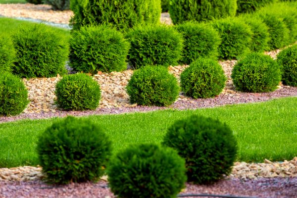 Bush Installation in Plano