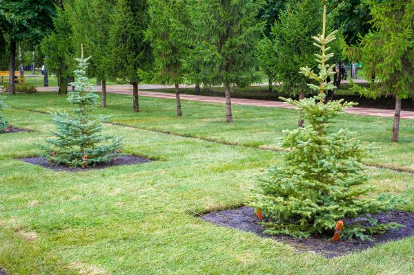 Privacy Trees Planting in Plano