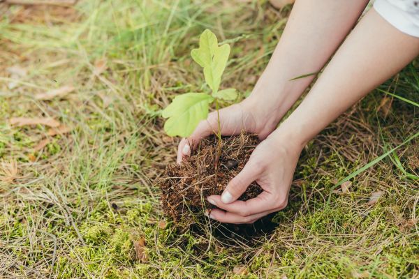 Oak Tree Planting in Plano