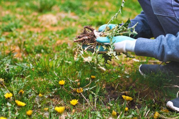 Flower Bed Clearing in Plano