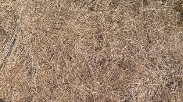 Pine Straw Replacement in Plano