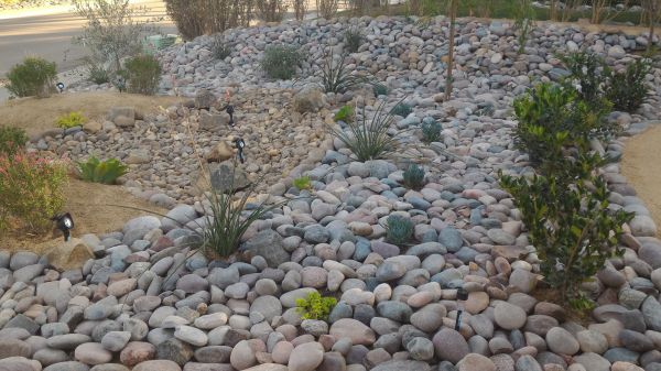 Yard Xeriscaping in Plano