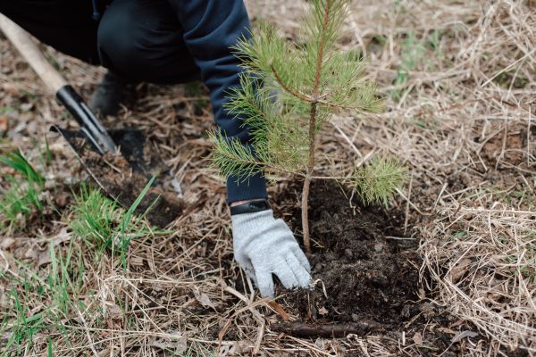 Pine Tree Planting in Plano