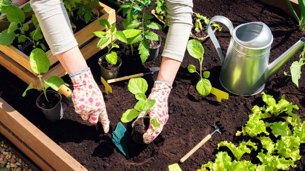 Garden Bed Installation in Plano