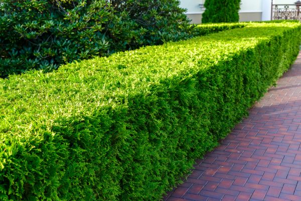 Hedge Installation in Plano