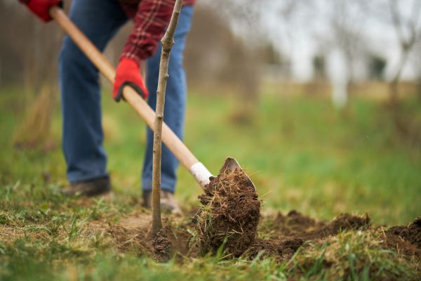 Trees Planting in Plano