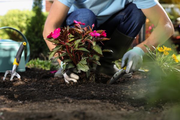 Plant Replacement in Plano