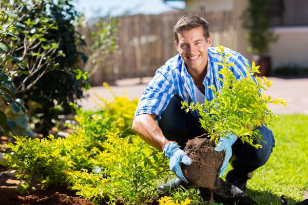 Shrub Landscaping in Plano