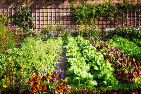 Garden Planting Service in Plano