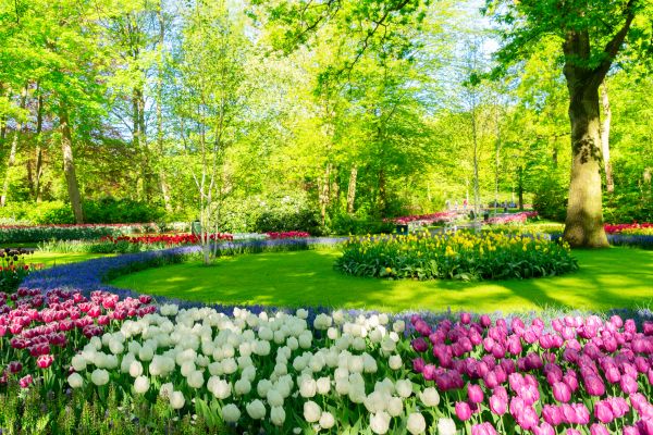Flower Landscaping in Plano