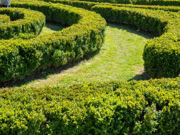 Bush Landscaping in Plano