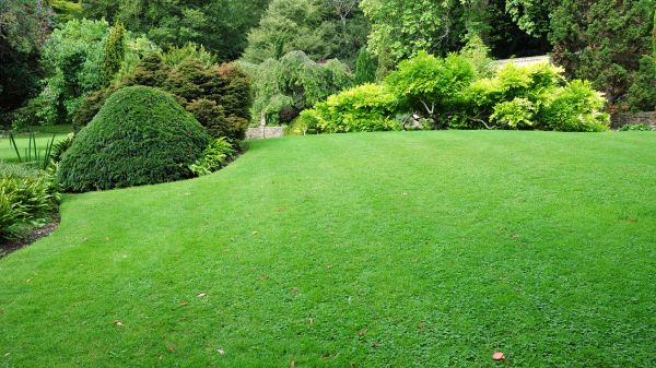 Commercial Landscape Design in Plano
