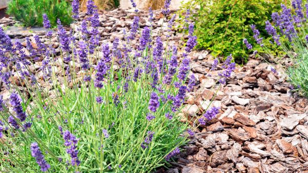 Pine Bark Landscaping in Plano