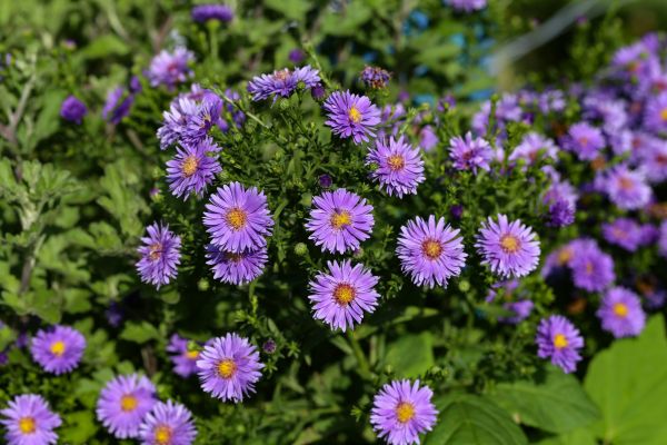 Perennial Flower Planting in Plano