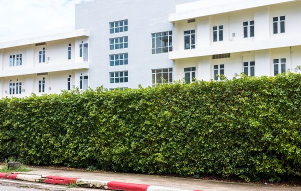 Privacy Landscaping in Plano